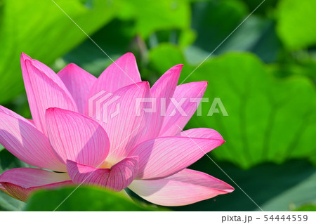 ハスの花 大賀ハス 古代ハス ハスの花 大賀ハス 古代ハス 54444559