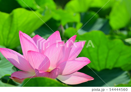 ハスの花 大賀ハス 古代ハス ハスの花 大賀ハス 古代ハス 54444560