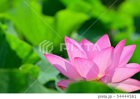 ハスの花 大賀ハス 古代ハス ハスの花 大賀ハス 古代ハス 54444561