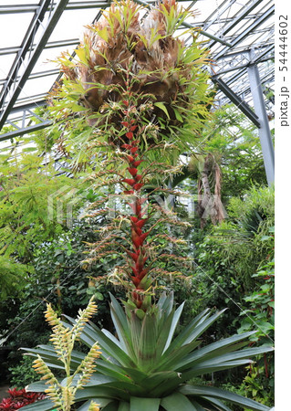 皇帝アナナス 54444602