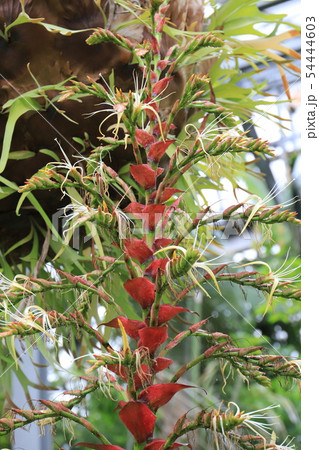 皇帝アナナスの写真素材