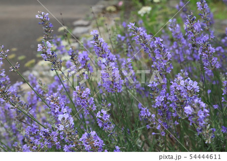 ラベンダー　　イングリッシュラベンダー 54444611