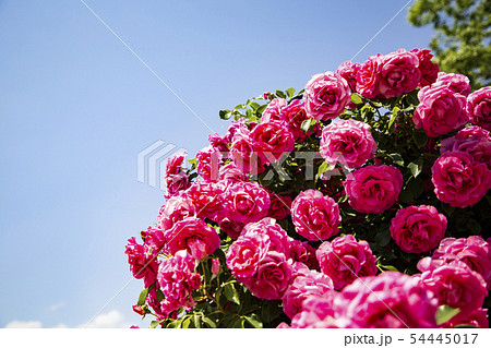 バラ　ローズガーデン　あしかがフラワーパーク 54445017