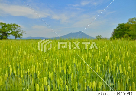 筑波山と昼間の麦畑 54445094