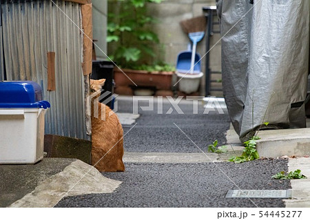 野良猫 野良猫 54445277