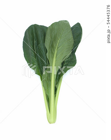 コマツナ コマツナ 54445376