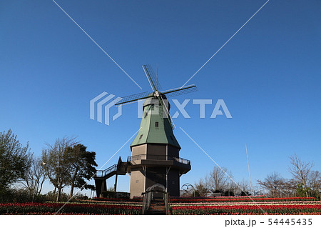 チュウーリップと風車 霞ヶ浦総合公園の写真素材