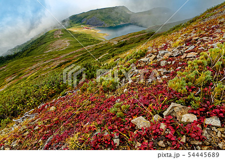 紅葉の稜線から見る北アルプス・白馬大池 54445689