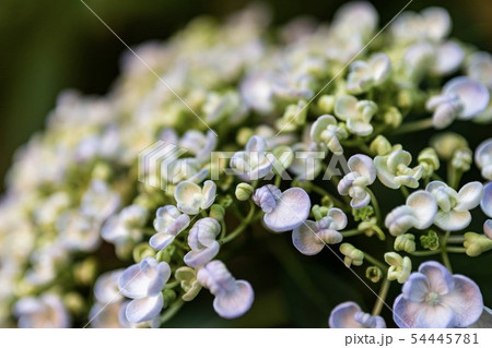 紫陽花 紫陽花 54445781