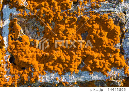 Old house overgrown orange lichen, Sao Miguel Old house overgrown orange lichen, Sao Miguel 54445896