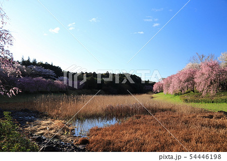 常陸風土記の丘 桜 常陸風土記の丘 桜 54446198