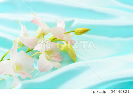 美しい蘭の花 美しい蘭の花 54446321