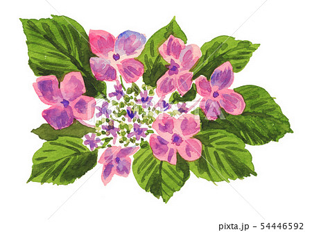 Hydrangea Macrophylla Watercolour Watercolors Stock Illustration