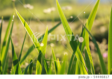 夏 54446817