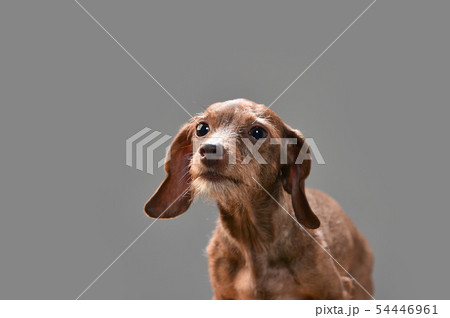 ミニチュアダックス ミニチュアダックス 54446961