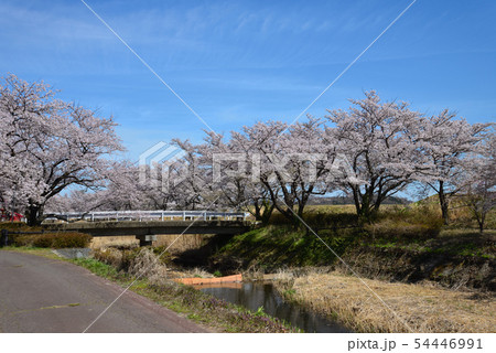 笹原川千本桜を見に行きました　　＃7 54446991