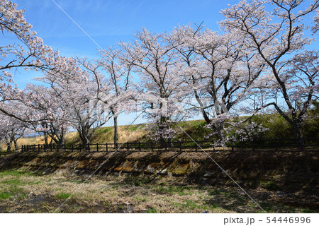 笹原川千本桜を見に行きました　　＃3 54446996