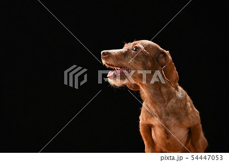 ミニチュアダックス 54447053