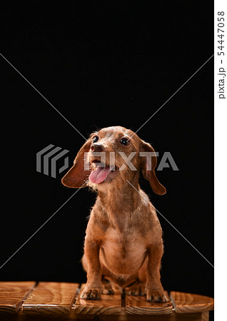 ミニチュアダックス 54447058