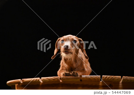 ミニチュアダックス 54447069