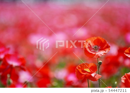 ポピー1329 54447211
