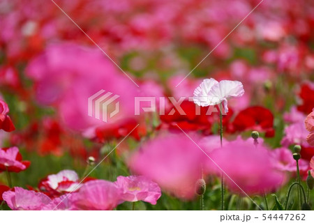 ポピー1370 54447262