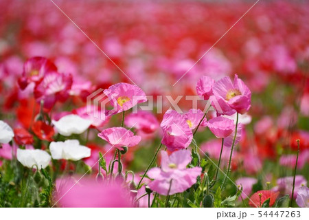 ポピー1371 54447263