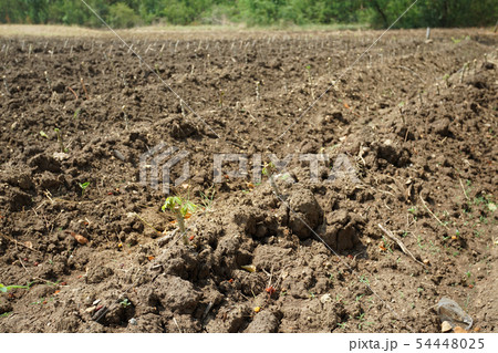 Cassava plantation in Nakhon Sawan province, 54448025