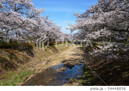 笹原川千本桜を見に行きました　　＃22 54448056
