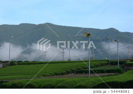 久野脇のお茶畑 54448081