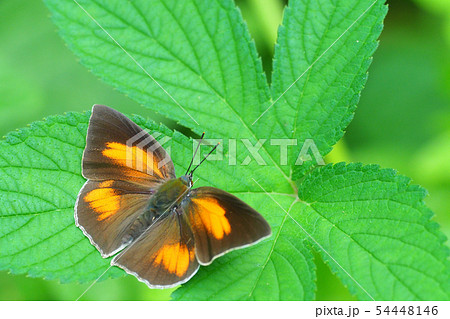 ウラギンシジミ（オス） 54448146