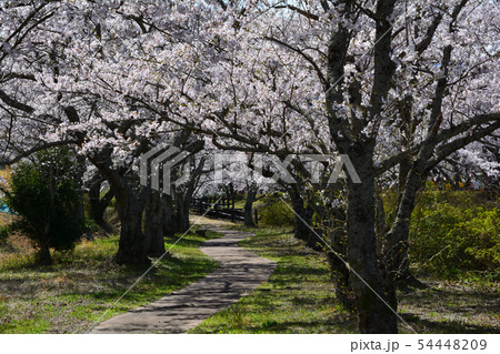 笹原川千本桜を見に行きました　　＃40 54448209