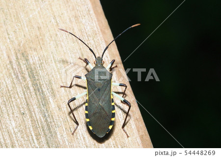 キバラヘリカメムシ 54448269