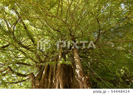 筒賀の大銀杏　広島　秋１０月下旬 54448414