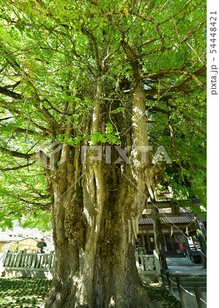 筒賀の大銀杏　広島　秋１０月下旬 54448421