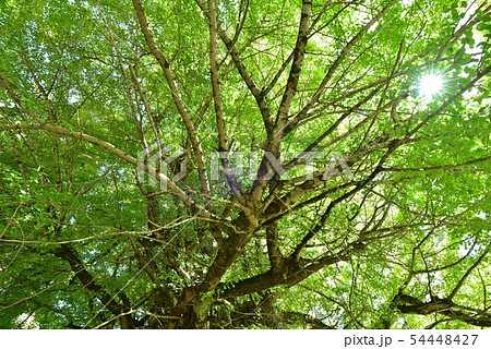 筒賀の大銀杏 広島 秋10月下旬 筒賀の大銀杏 広島 秋10月下旬 54448427