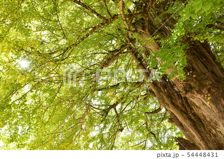 筒賀の大銀杏 広島 秋10月下旬 筒賀の大銀杏 広島 秋10月下旬 54448431