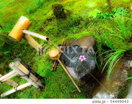 京都・日本庭園・和風イメージ 祇王寺 京都・日本庭園・和風イメージ 祇王寺 54449043