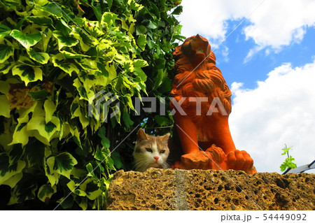 チヴィタ・ディ・バニョレージョのお出迎え猫ちゃん 54449092