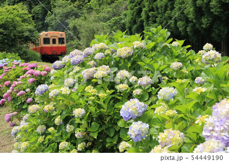 小湊鐵道「紫陽花と緑に包まれて」 54449190