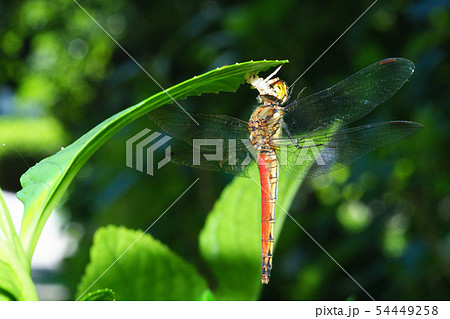 アキアカネ(メス)を捕えたアズチグモ アキアカネ(メス)を捕えたアズチグモ 54449258