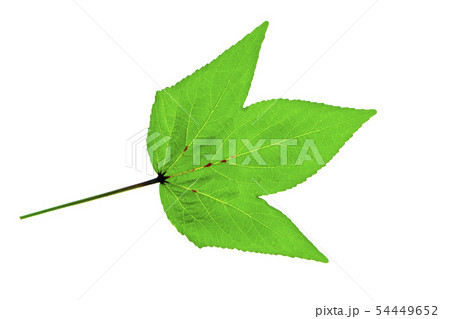 Hibiscus sabdariffa or roselle leaves Hibiscus sabdariffa or roselle leaves 54449652
