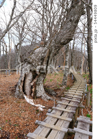 丹沢 檜洞丸登山道 タテ位置 丹沢 檜洞丸登山道 タテ位置 54449809