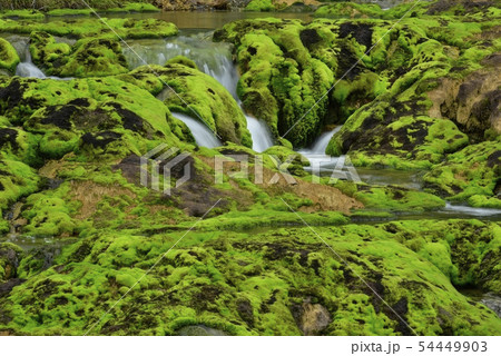 チャツボミゴケ公園の群生する苔と流れ チャツボミゴケ公園の群生する苔と流れ 54449903