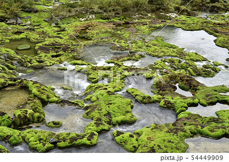 チャツボミゴケ公園の群生する苔と流れ 54449909