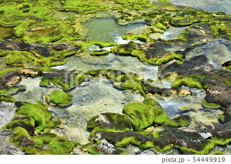 チャツボミゴケ公園の群生する苔と流れ 54449919