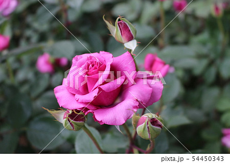 バラの花 54450343