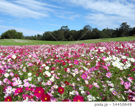 コスモス畑 54450649