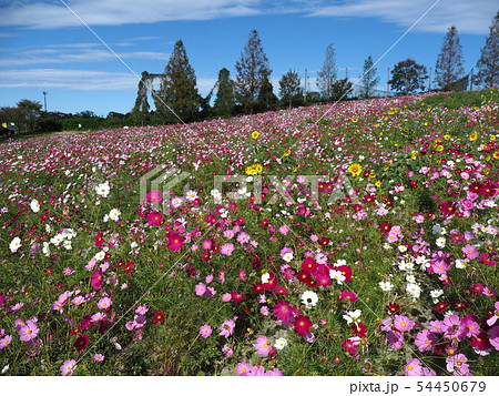 コスモス畑 54450679
