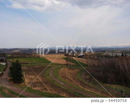 Five trees in Hokkaido Japan 54450758